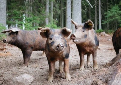 Richard Perkins Forest-Raised Pigs