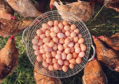 Richard Perkins Pastured Eggs