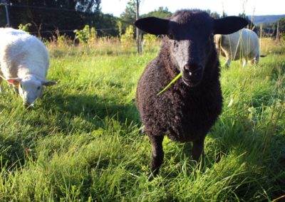 Richard Perkins Planned Grazing